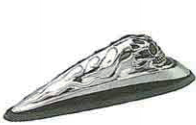 MD11-102  Fender Ornaments
